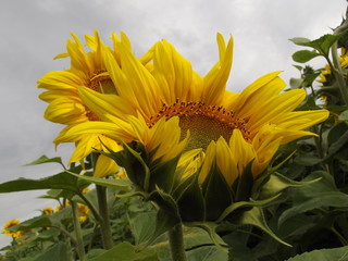 sunflower in field