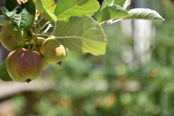 view of the apple of yellow and red in the foreground on a blurred background