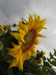 sunflower and bee