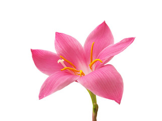 Fototapeta premium Beautiful pink flower isolated on a white background