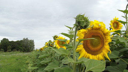 sunflower in field