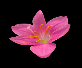 Beautiful pink flower isolated on a black background