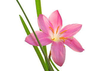 Beautiful pink flower isolated on a white background