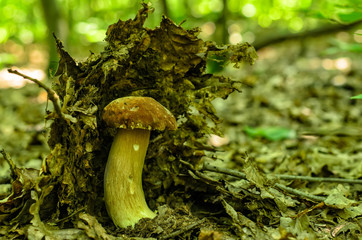 Mushroom Boletus edulis in a 