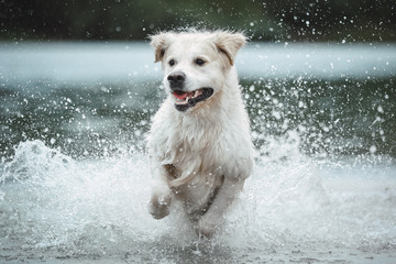 Weißer Labrador im Wasser