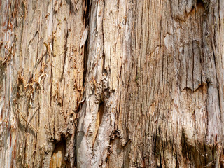 Weathered Tree