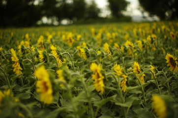  field of sunflowers