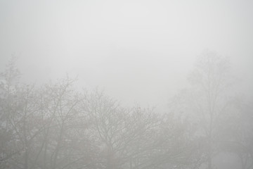 Deutschland, Nordrhein-Westfalen, Düsseldorf, Bäume im Nebel