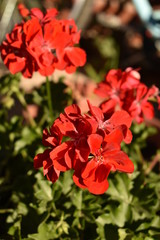 flores rojas