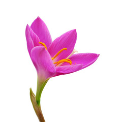 Beautiful purple flower isolated on a white background