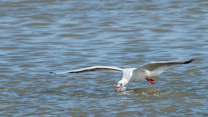 mouette rieuse 