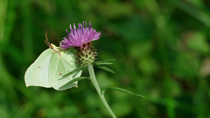 White butterfly picking up nectar from a plant in the forest