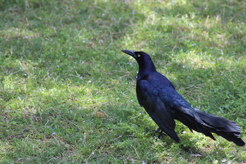 crow on grass