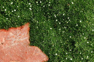 Fresh wet green moss, white small and pink granite (stone) flowers on the ground in a summer garden