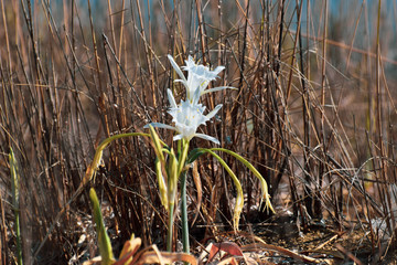 Sea daffodil, sea flower, close up
