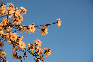 Almendros en flor. Flor de almendro