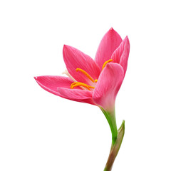 Beautiful pink flower isolated on a white background