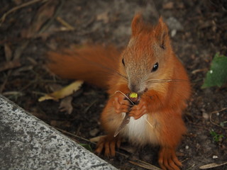 squirrel in wildlife