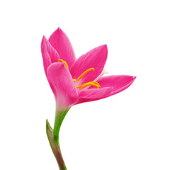 Beautiful pink flower isolated on a white background