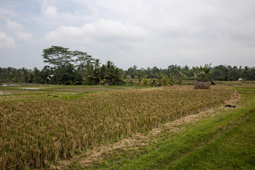 Fototapeta na wymiar Rice field and trees