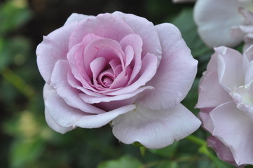 Blooming Lavender Rose
