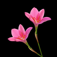 Beautiful pink flowers isolated on a black background