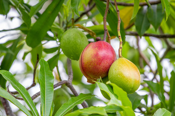Cerbera odollam gaertn or pong pong of red and green