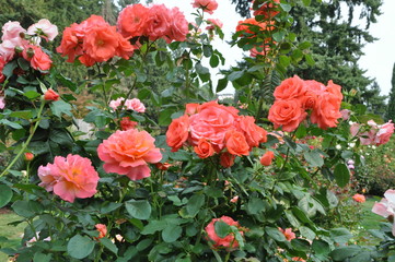 Obraz premium Garden of Orange Roses