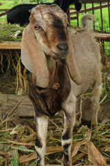 Goats at a local farm Nepal