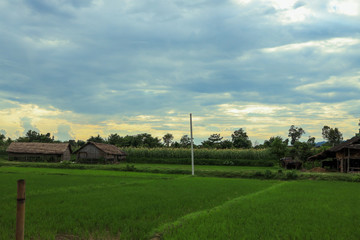 Fototapeta na wymiar Rice field, Nepal