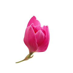 Beautiful pink flower isolated on a white background