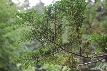Cedar Tree in Japanese Garden