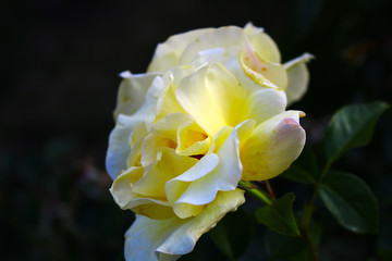White Rose