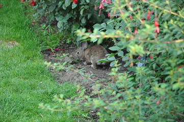 Bunny Rabbit in Grass