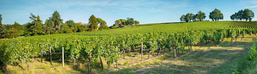 Fototapeta na wymiar Paysage viticole en région de Bordeaux