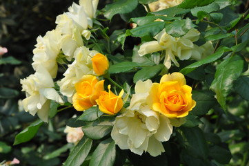 White and Yellow Roses