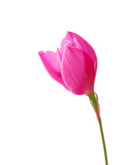 Beautiful pink flower isolated on a white background