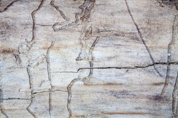 The structure of the tree with traces of the beetle.
