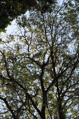 Fototapeta premium squares and trees