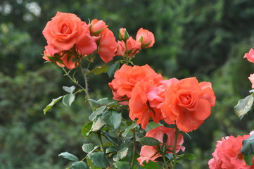 Orange Rose Garden