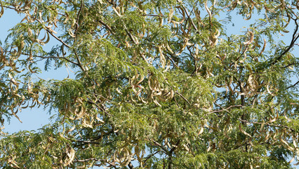 (Gleditsia triacanthos) Honey locust