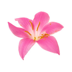 Beautiful pink flower isolated on a white background