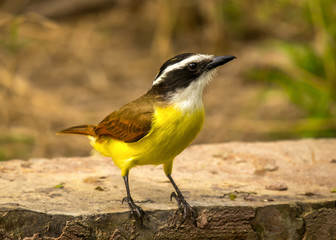 Obraz premium Great Kiskadee
