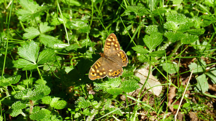 Brown butterfly among forest plants