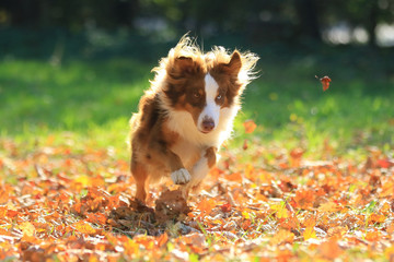 Australian Sheppard