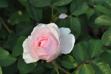 Pink Rose