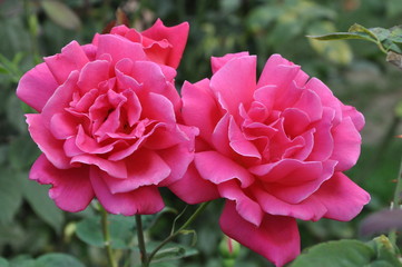 Fuchsia Pink Roses