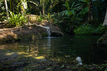 Fototapeta na wymiar Fish pond at a local farm, Mindo Ecuador
