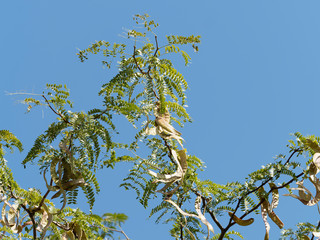Honey locust  (Gleditsia triacanthos) with flat pods in late spring