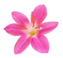 Beautiful pink flower isolated on a white background